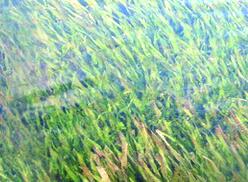 水下動物技術/水下森林植物技術(苦草)